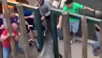 PACMA clama el fin de los festejos taurinos tras un fin de semana marcado por la muerte y la crueldad animal