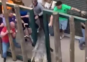 PACMA clama el fin de los festejos taurinos tras un fin de semana marcado por la muerte y la crueldad animal