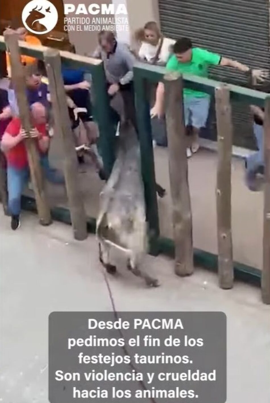 PACMA clama el fin de los festejos taurinos tras un fin de semana marcado por la muerte y la crueldad animal