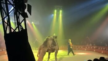 La coalición InfoCircos denuncia mal trato a un dromedario en el “Circ de Nadal”