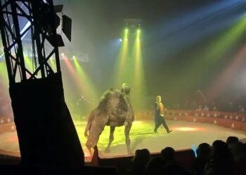 La coalición InfoCircos denuncia mal trato a un dromedario en el “Circ de Nadal”