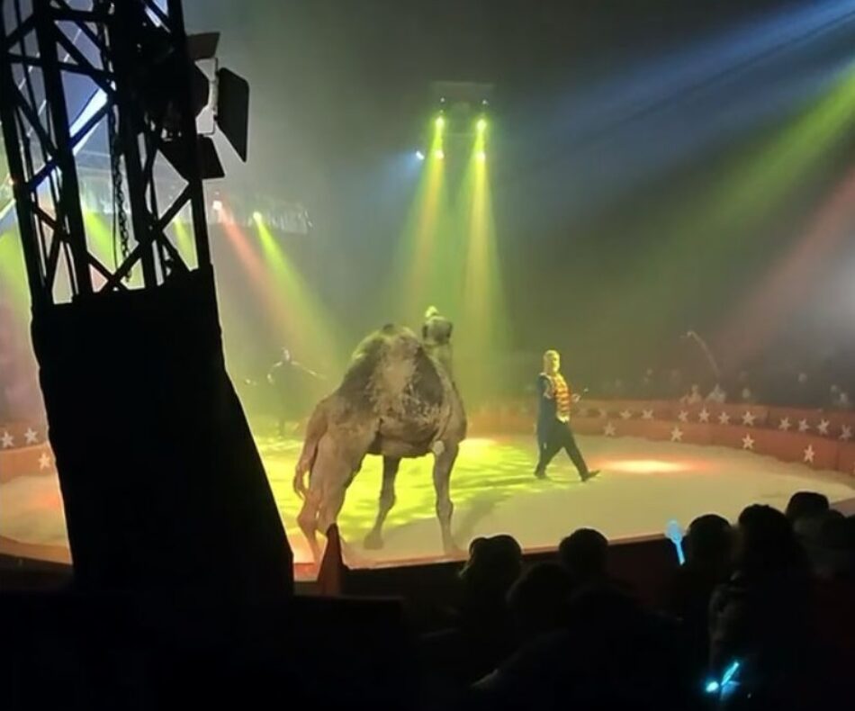 La coalición InfoCircos denuncia mal trato a un dromedario en el “Circ de Nadal”