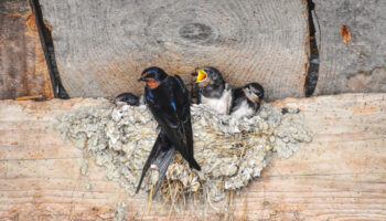 «Las tres mosquiteras» vuelven a Extremadura