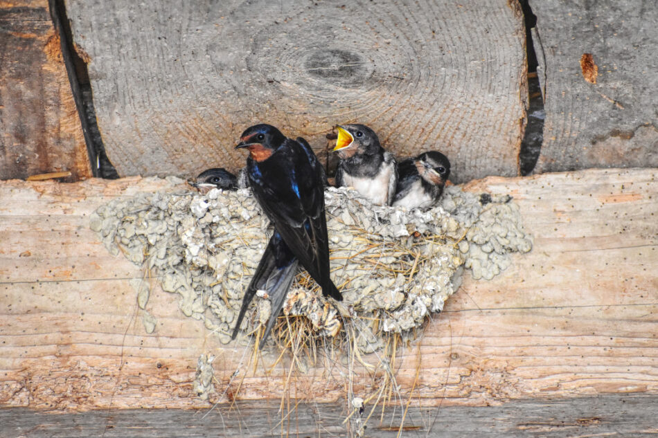 «Las tres mosquiteras» vuelven a Extremadura