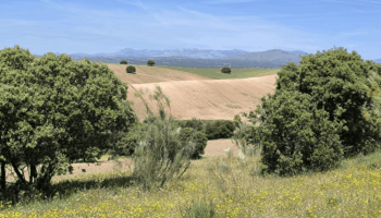 La Comunidad de Madrid recupera la ley del «todo urbanizable» y blinda el planeamiento ilegal frente a los tribunales