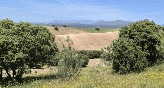 La Comunidad de Madrid recupera la ley del «todo urbanizable» y blinda el planeamiento ilegal frente a los tribunales