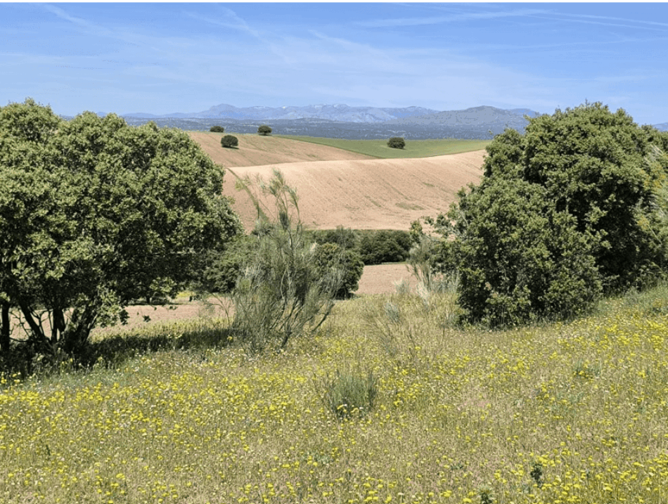 La Comunidad de Madrid recupera la ley del «todo urbanizable» y blinda el planeamiento ilegal frente a los tribunales