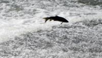 «La reducción del caudal en los ríos madrileños dificulta la freza de sus últimos peces nativos»