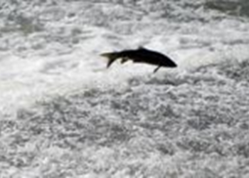 «La reducción del caudal en los ríos madrileños dificulta la freza de sus últimos peces nativos»