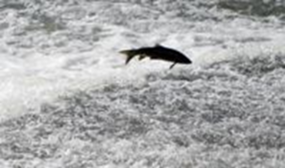 «La reducción del caudal en los ríos madrileños dificulta la freza de sus últimos peces nativos»