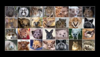 Organizaciones de protección animal y de conservación de la naturaleza celebran la publicación del Proyecto de Real Decreto para la creación de un Listado Positivo de animales de compañía