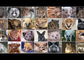 Organizaciones de protección animal y de conservación de la naturaleza celebran la publicación del Proyecto de Real Decreto para la creación de un Listado Positivo de animales de compañía