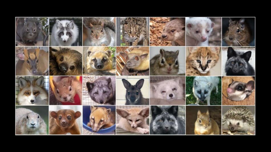 Organizaciones de protección animal y de conservación de la naturaleza celebran la publicación del Proyecto de Real Decreto para la creación de un Listado Positivo de animales de compañía