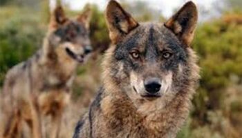Expoñen ante o Tribunal Superior de Xustiza de Galicia unha cuestión de inconstitucionalidade contra a lei estatal que desprotexeu ao lobo