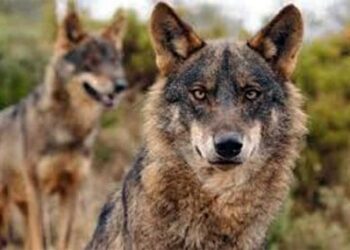 Expoñen ante o Tribunal Superior de Xustiza de Galicia unha cuestión de inconstitucionalidade contra a lei estatal que desprotexeu ao lobo