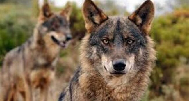 Expoñen ante o Tribunal Superior de Xustiza de Galicia unha cuestión de inconstitucionalidade contra a lei estatal que desprotexeu ao lobo