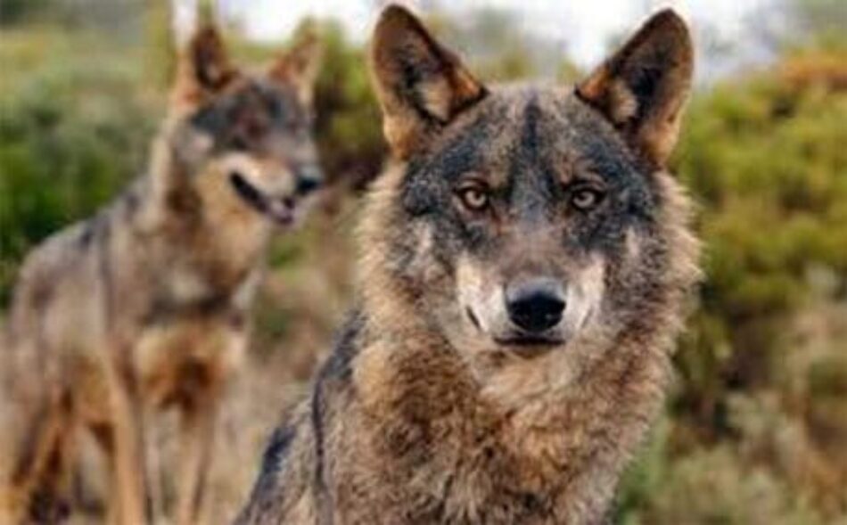 Expoñen ante o Tribunal Superior de Xustiza de Galicia unha cuestión de inconstitucionalidade contra a lei estatal que desprotexeu ao lobo