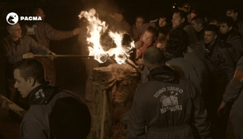 Nuevo contencioso-administrativo del Partido Animalista contra el polémico Toro Júbilo de Medinaceli