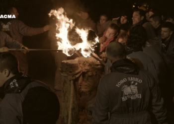 Nuevo contencioso-administrativo del Partido Animalista contra el polémico Toro Júbilo de Medinaceli