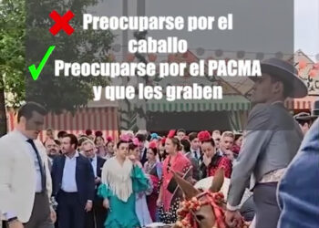 PACMA denuncia el desplome de una mula en la Feria de Sevilla ante la pasividad del Ayuntamiento