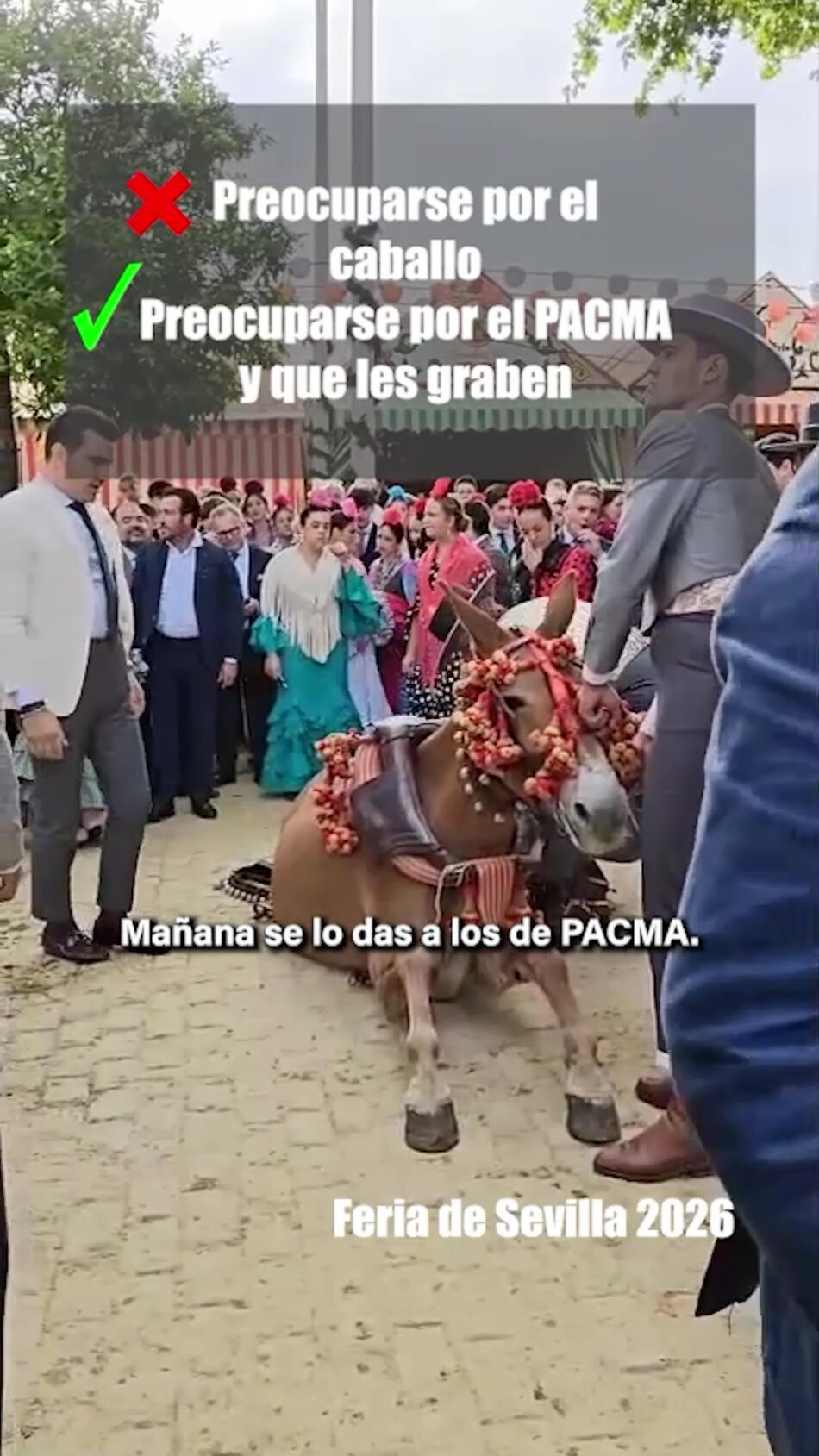 PACMA denuncia el desplome de una mula en la Feria de Sevilla ante la pasividad del Ayuntamiento