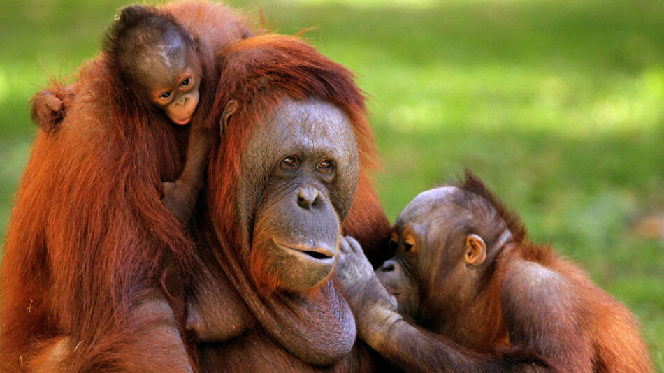 Organizaciones animalistas llevan al Congreso una proposición de ley alternativa de Grandes Simios por considerar insuficiente el borrador ministerial