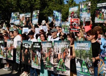 PACMA alza la voz en Sevilla contra la explotación de caballos para el turismo: “Tira tú del puto carro”