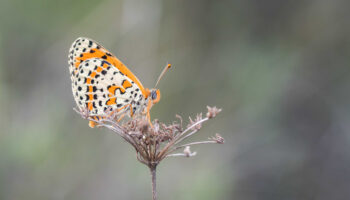 Fundación Global Nature inicia la apertura de sus datos de biodiversidad: un proceso técnico abierto al servicio de la conservación  
