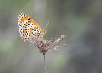 Fundación Global Nature inicia la apertura de sus datos de biodiversidad: un proceso técnico abierto al servicio de la conservación  
