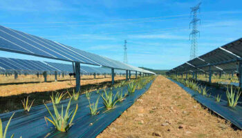 México apuesta por la agrovoltaica: paneles solares que no compiten con la tierra, sino que la protegen