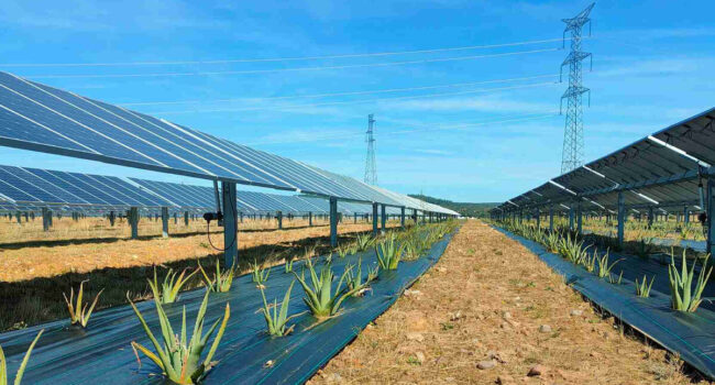 México apuesta por la agrovoltaica: paneles solares que no compiten con la tierra, sino que la protegen