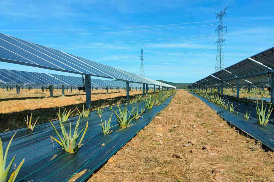 México apuesta por la agrovoltaica: paneles solares que no compiten con la tierra, sino que la protegen