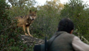 Alianza Verde se une a la denuncia de Fondo Lobo contra el Plan de Gestión del Lobo de Asturias y le pide a Barbón que frene las matanzas