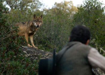 Alianza Verde se une a la denuncia de Fondo Lobo contra el Plan de Gestión del Lobo de Asturias y le pide a Barbón que frene las matanzas
