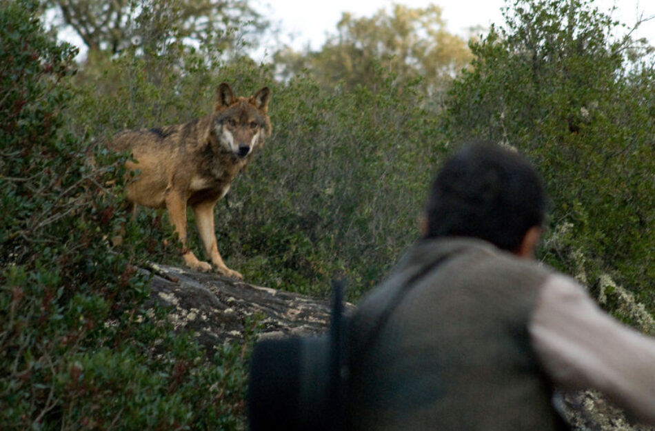 Alianza Verde se une a la denuncia de Fondo Lobo contra el Plan de Gestión del Lobo de Asturias y le pide a Barbón que frene las matanzas