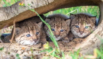 Finaliza la temporada de cría del lince ibérico con buenos resultados en los centros de El Acebuche y Zarza de Granadilla: nacen 31 cachorros