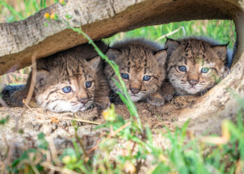 Finaliza la temporada de cría del lince ibérico con buenos resultados en los centros de El Acebuche y Zarza de Granadilla: nacen 31 cachorros