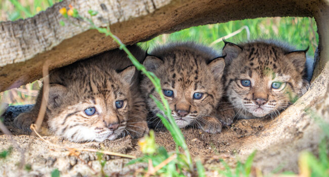 Finaliza la temporada de cría del lince ibérico con buenos resultados en los centros de El Acebuche y Zarza de Granadilla: nacen 31 cachorros