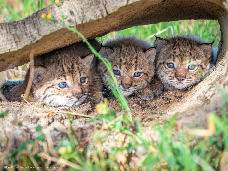 Finaliza la temporada de cría del lince ibérico con buenos resultados en los centros de El Acebuche y Zarza de Granadilla: nacen 31 cachorros