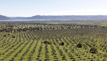 Alianza Verde considera aberrante el proyecto del gobierno de Page de un aeródromo privado con fines cinegéticos que afecta al Parque Nacional de Cabañeros y pide frenarlo
