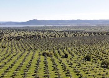Alianza Verde considera aberrante el proyecto del gobierno de Page de un aeródromo privado con fines cinegéticos que afecta al Parque Nacional de Cabañeros y pide frenarlo