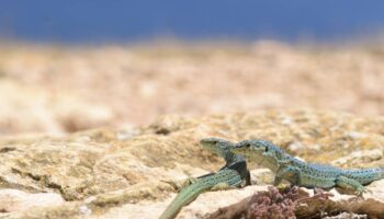 Una serpiente invasora en Ibiza amenaza con extinguir la lagartija de las Pitiusas