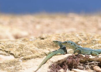 Una serpiente invasora en Ibiza amenaza con extinguir la lagartija de las Pitiusas