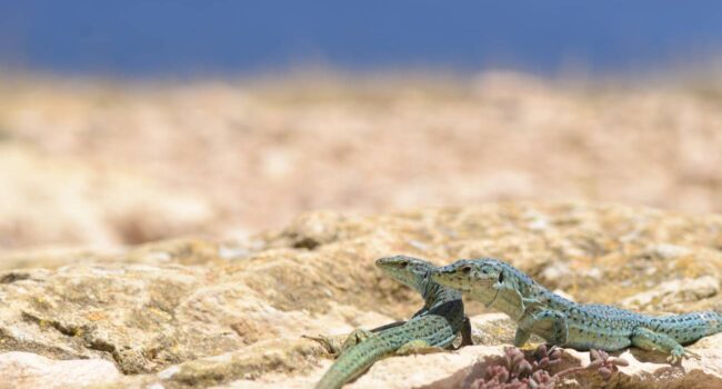Una serpiente invasora en Ibiza amenaza con extinguir la lagartija de las Pitiusas