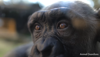 Proyecto Gran Simio y Fundación Animal Guardians logran llevar al Congreso una proposición de ley alternativa de Grandes Simios con el respaldo de Podemos y Alianza Verde