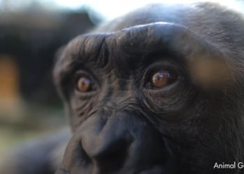 Proyecto Gran Simio y Fundación Animal Guardians logran llevar al Congreso una proposición de ley alternativa de Grandes Simios con el respaldo de Podemos y Alianza Verde