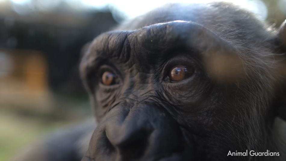 Proyecto Gran Simio y Fundación Animal Guardians logran llevar al Congreso una proposición de ley alternativa de Grandes Simios con el respaldo de Podemos y Alianza Verde