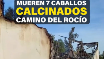 Ocho caballos mueren calcinados camino de El Rocío: PACMA exige responsabilidades y el fin del uso de animales en la romería