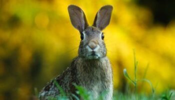 Alertan del colapso biológico del conejo de monte y la liebre ibérica en Castellón