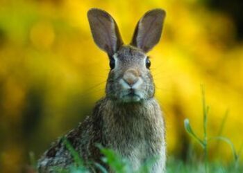 Alertan del colapso biológico del conejo de monte y la liebre ibérica en Castellón